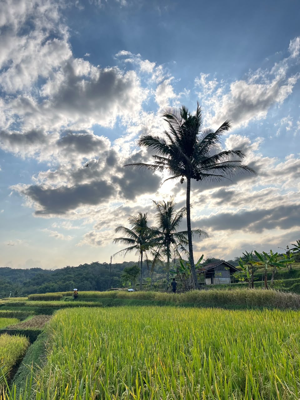 Desa Ciuyah